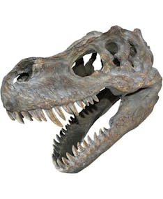 Tyrannosaurus Rex Skeletthuvud - 39 cm Figur med Väggfäste